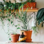 best houseplants for your kitchen